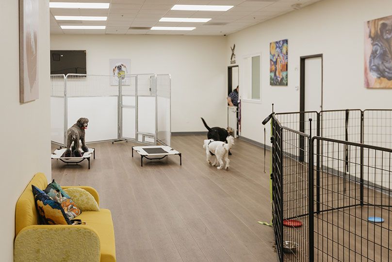 The Pet Hotel Fairfield Playroom