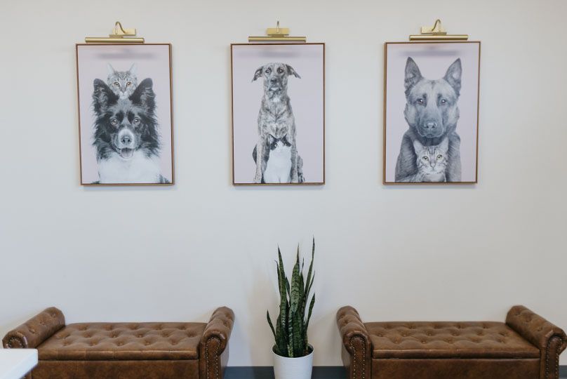 The Pet Hotel Fairfield Waiting Room