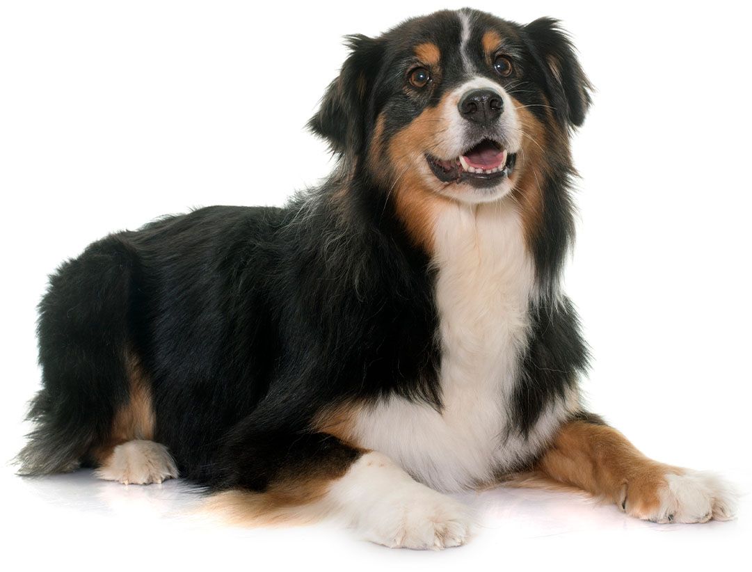 cute bernese mountain dog