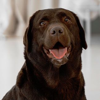 cute dog portrait