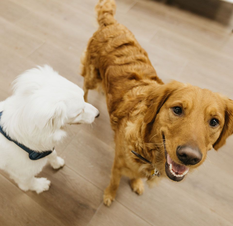 two dogs at The Pet Hotel Fairfield