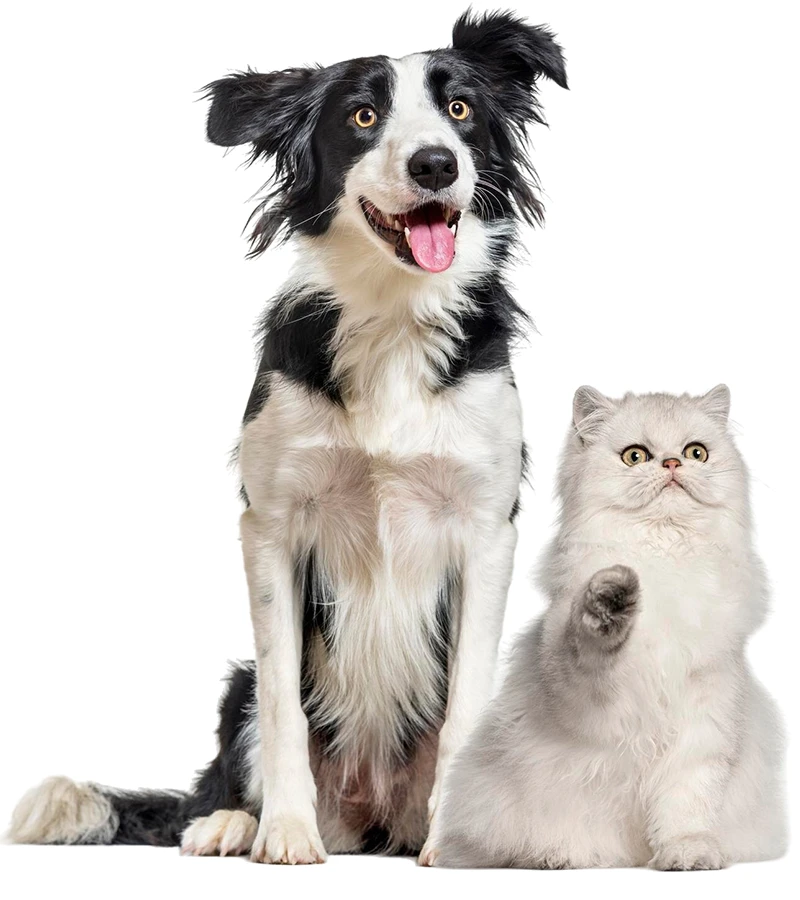 border collie and persian cat together