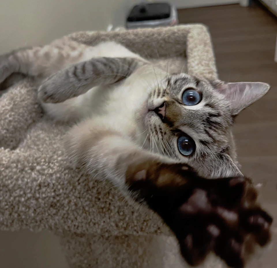 playful cat enjoying its boarding stay at The Pet Hotel Fairfield