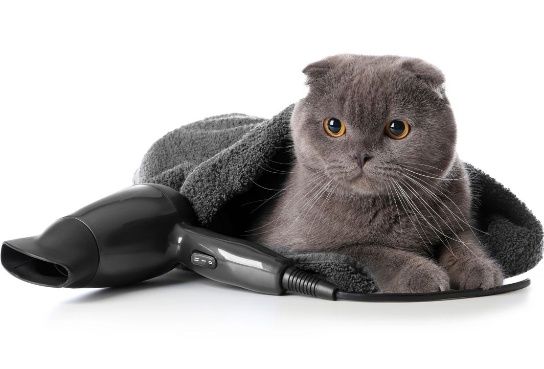 gray cat with hairdryer