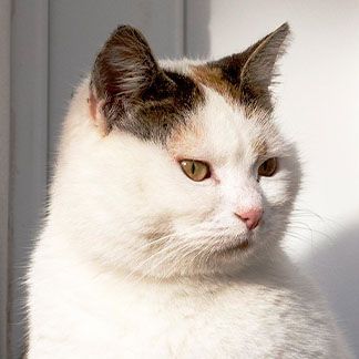 white cat looking to the right