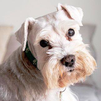 white rusell dog