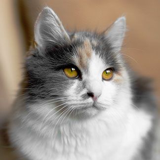 fluffy cat portrait