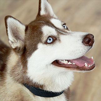 husky dog with mouth open