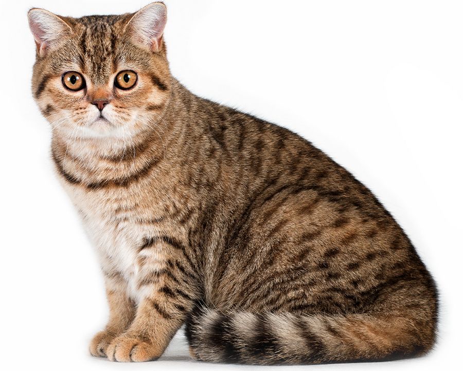 red british cat sitting sideways