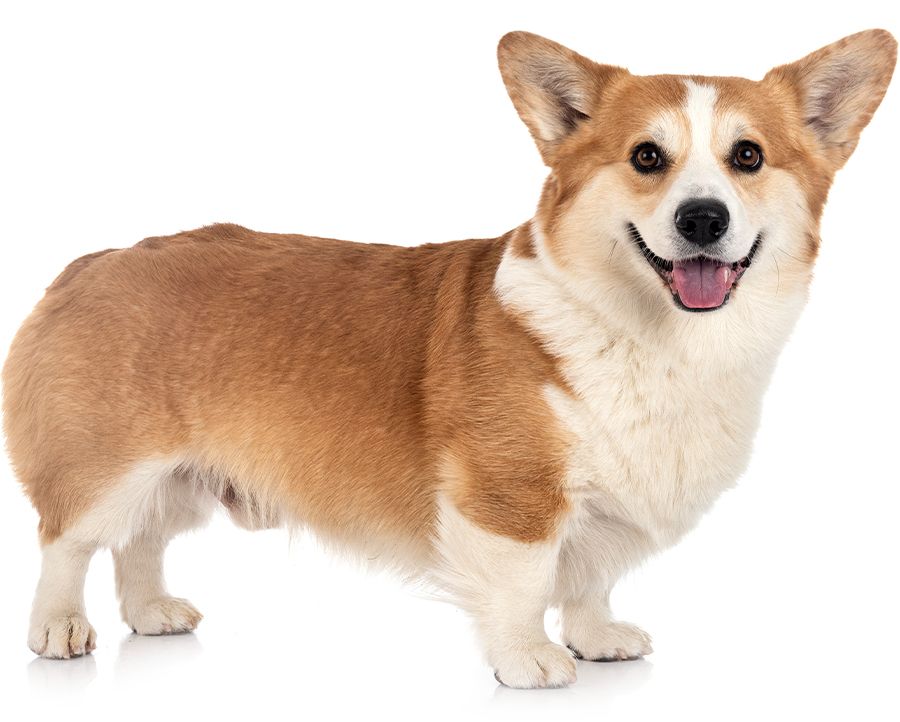 smiling corgi dog on white background