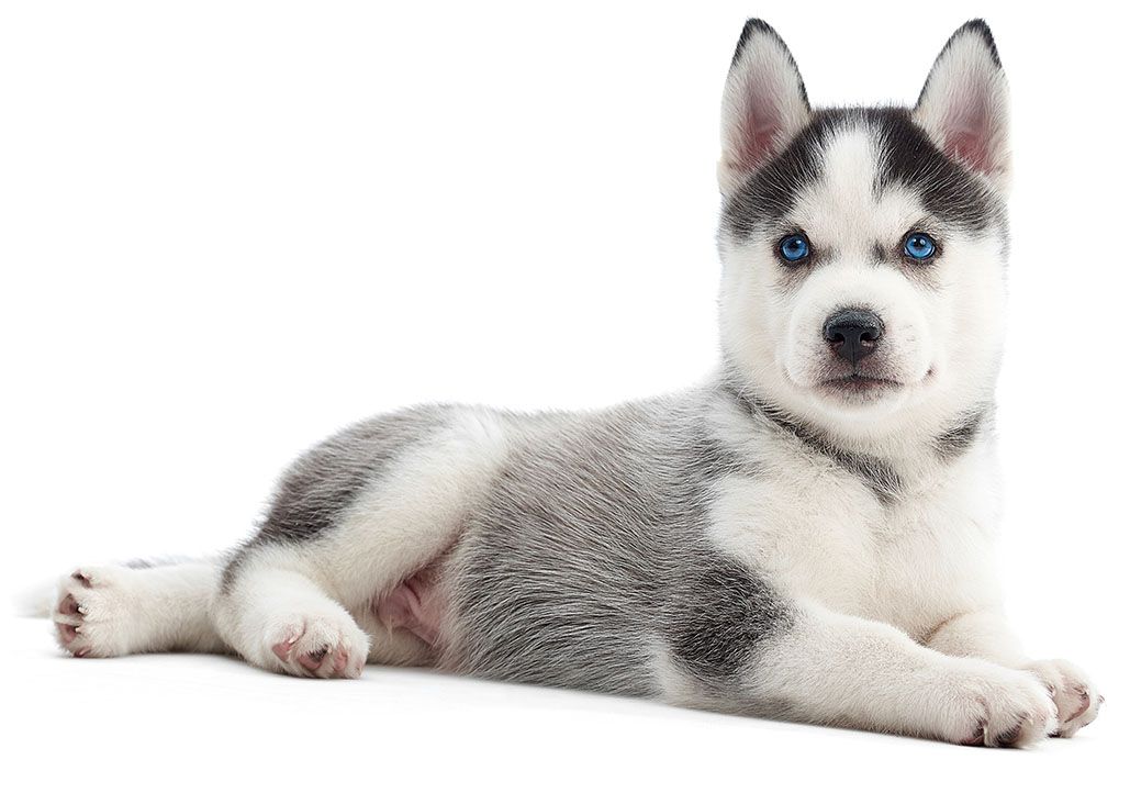 adorable little siberian husky puppy