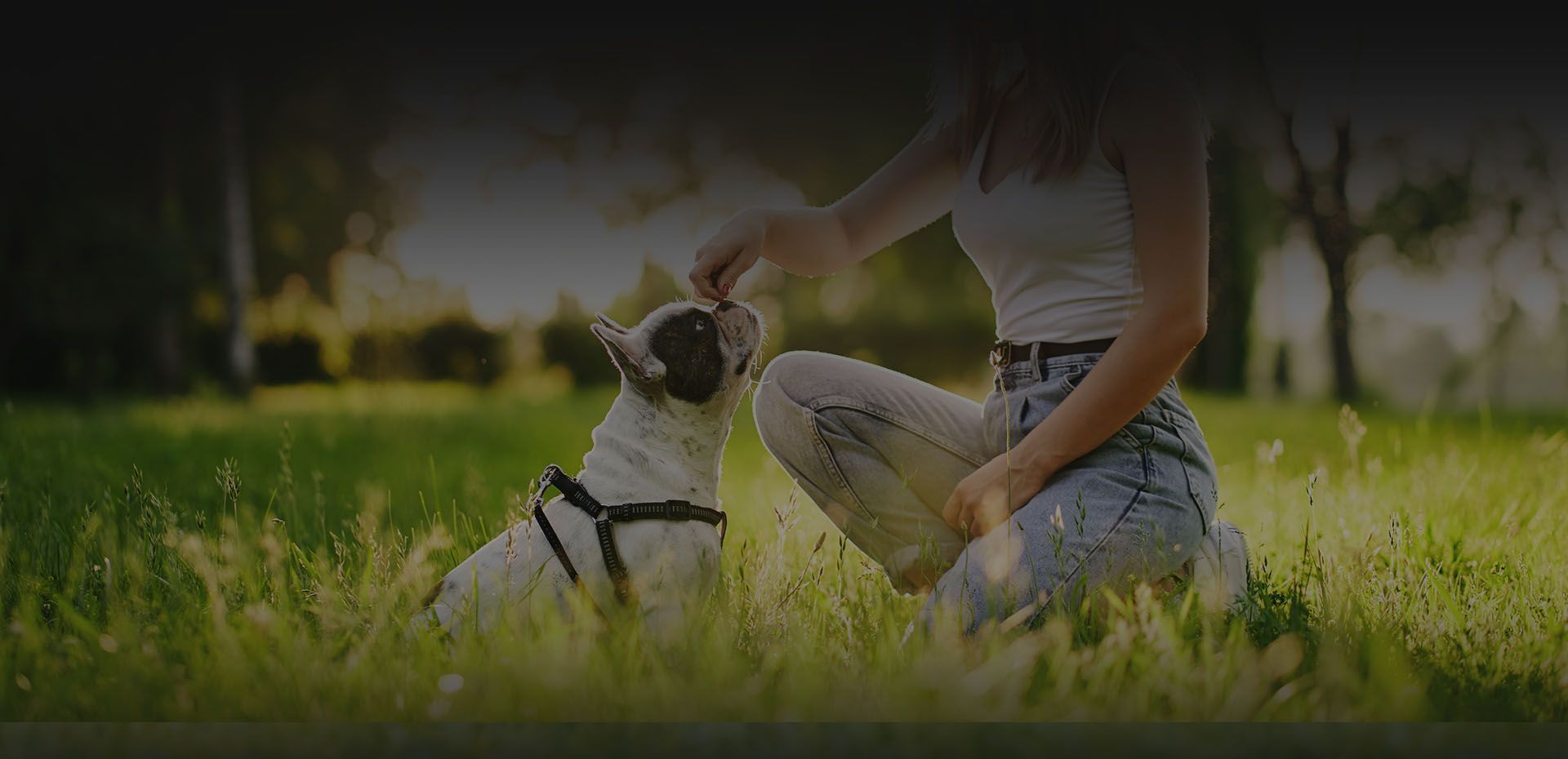 woman training french bulldog at park