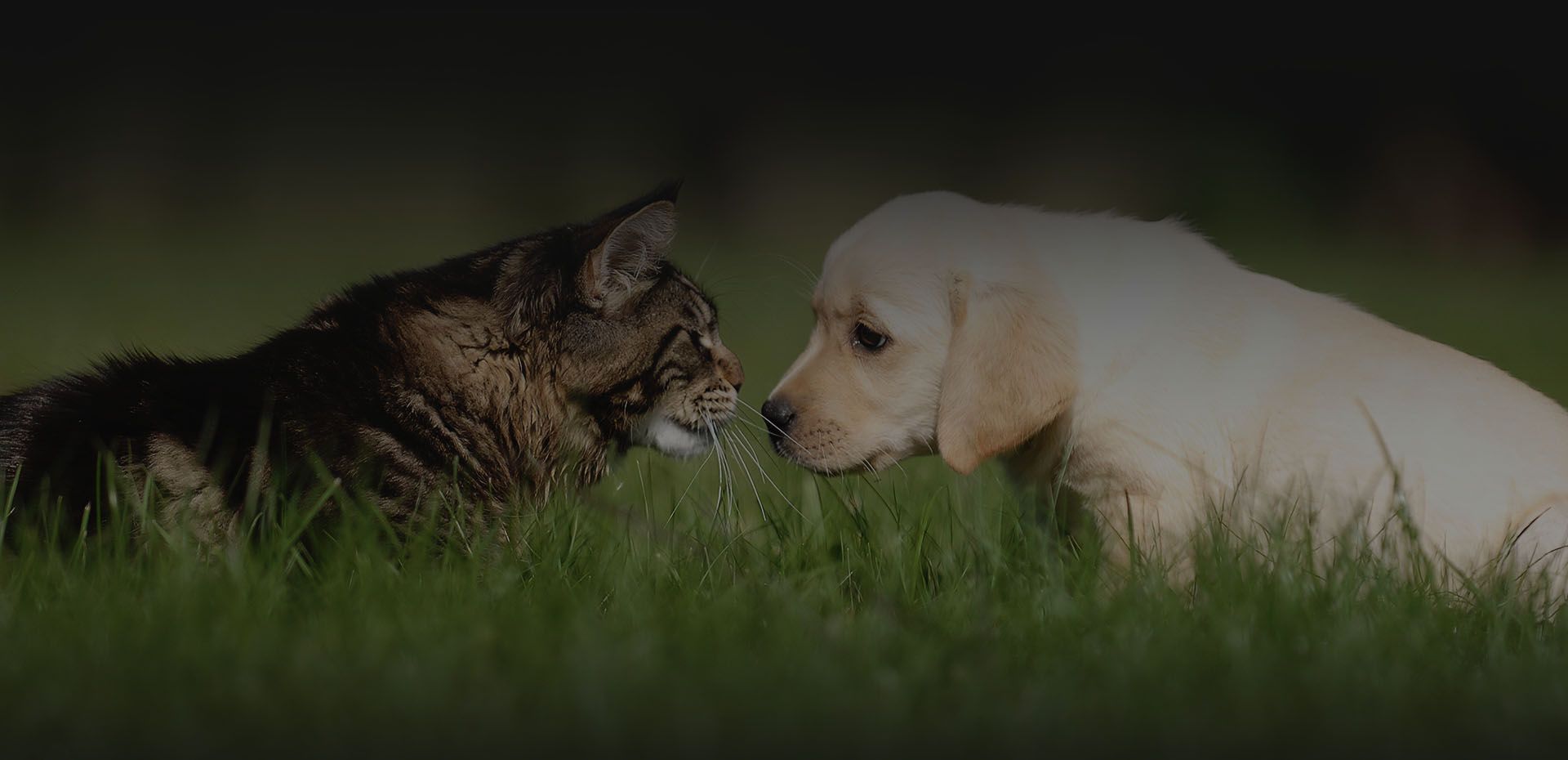 dog and cat togheter