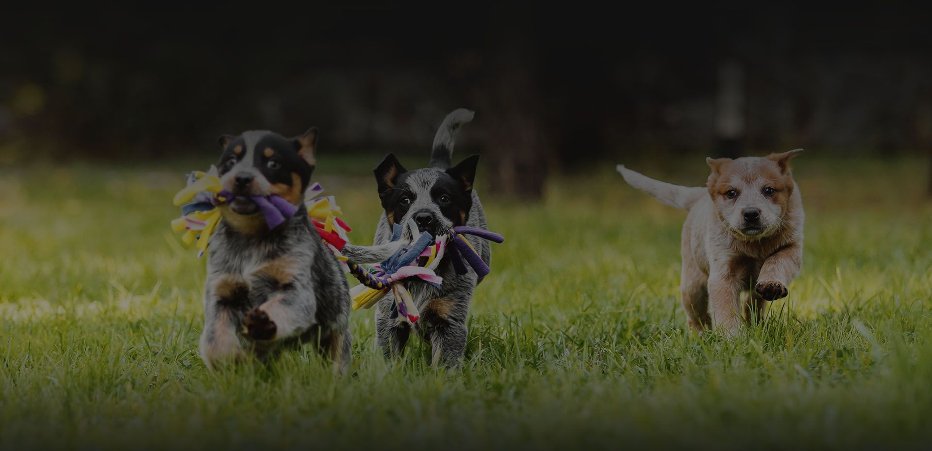 dogs running at field with one them pulling rope toys
