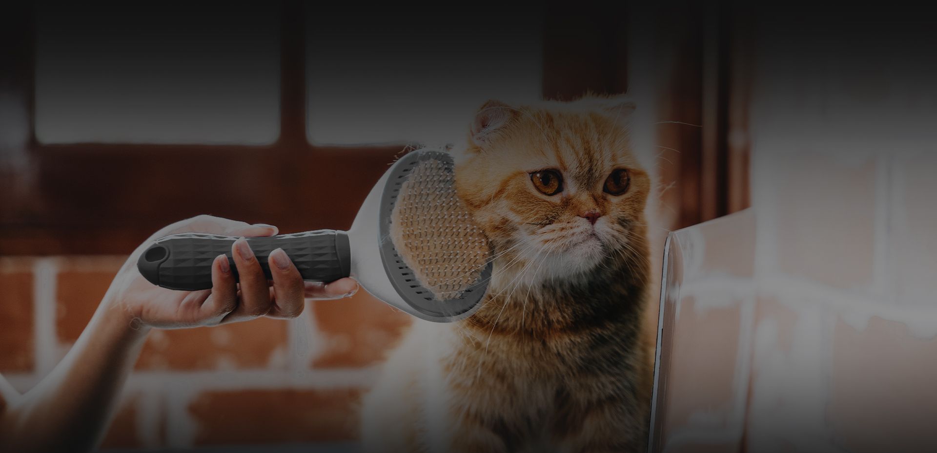 woman brushing scottish fold cat