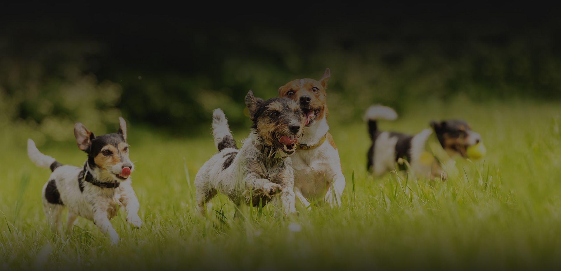 funny jack russell terrier dogs run and playing with a ball in a meadow