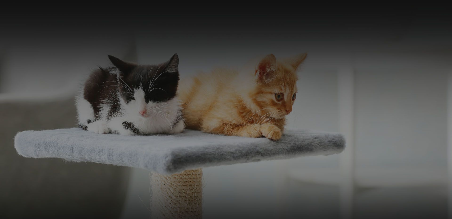 cute funny kittens at cat home